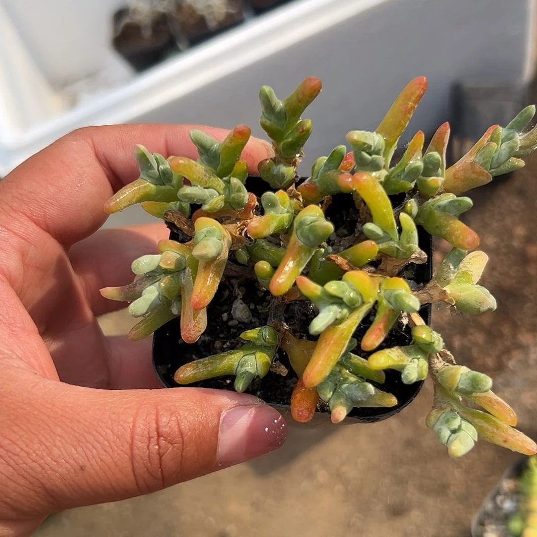 多肉植物小鲨鱼群