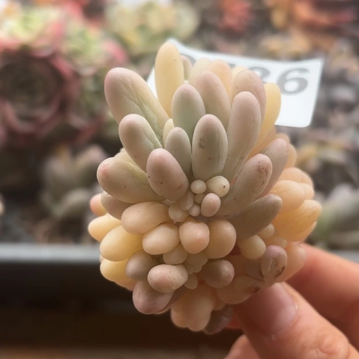 婴儿手指无根当场凑单满18包邮不满单发顺丰到付