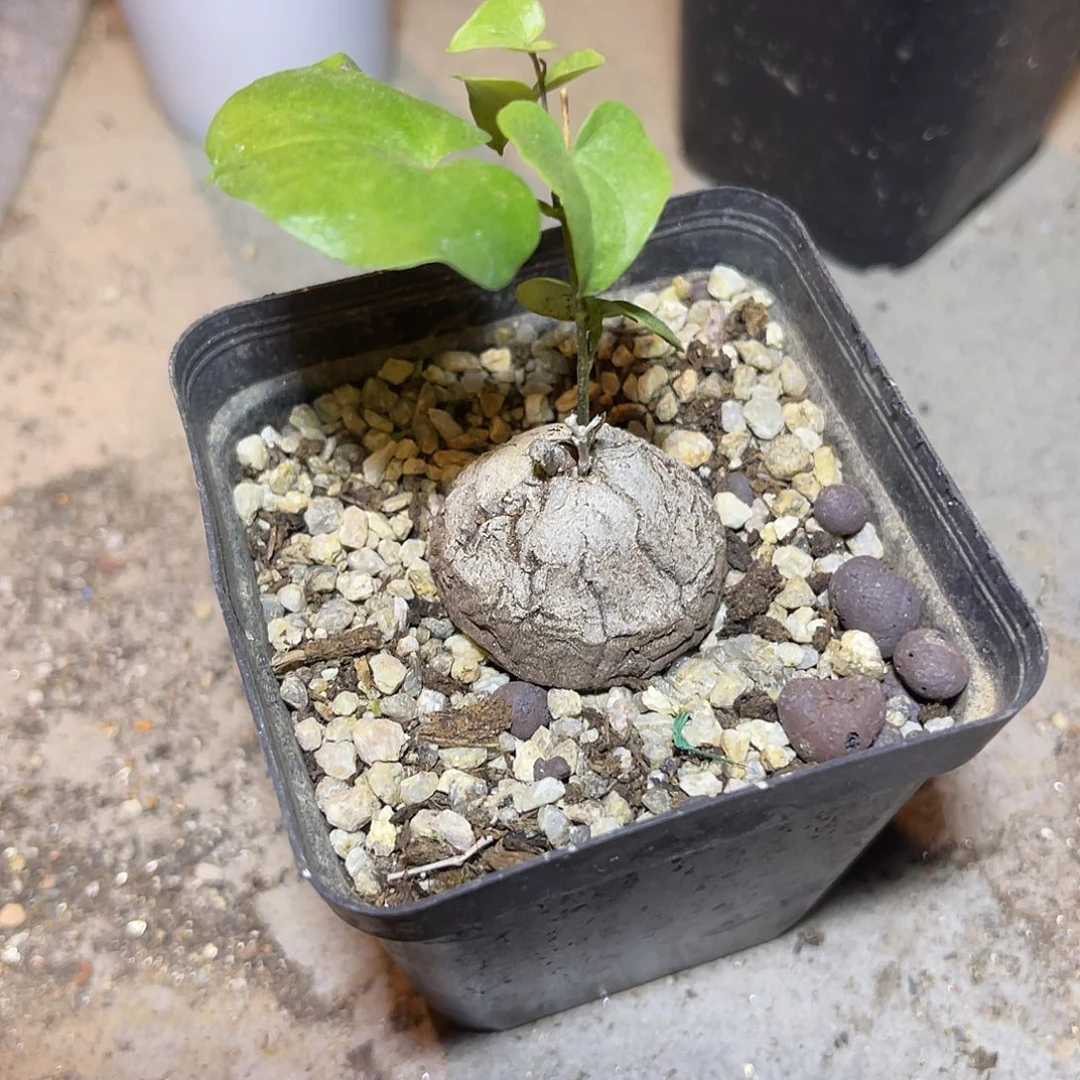 实生龟甲龙已修根