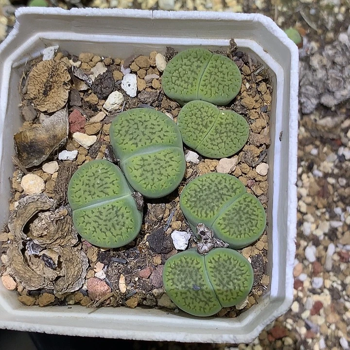 精品多肉植物精品多肉