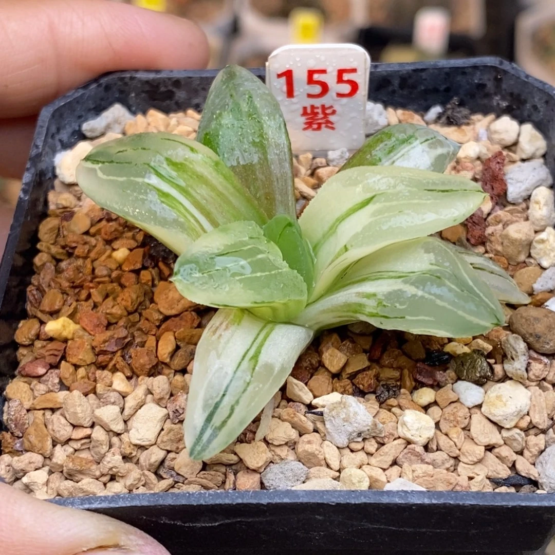 155号冰城锦发财发财