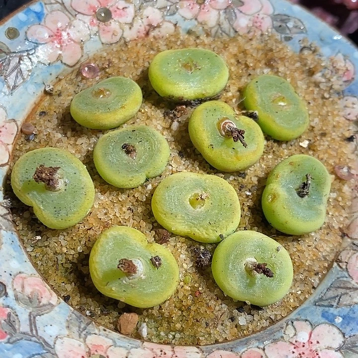 单头水晶鞋一颗。