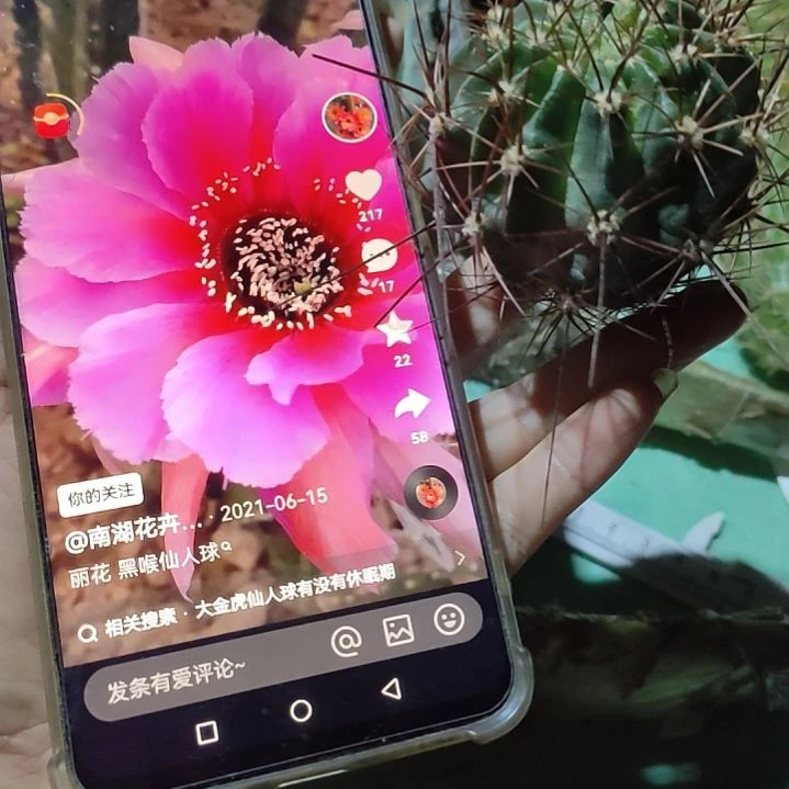 仙人球大花黑喉侧芽5公分以上