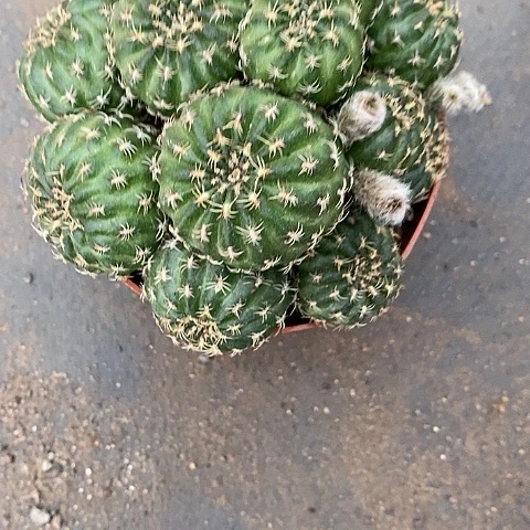 紫粉丽花仙人球346788