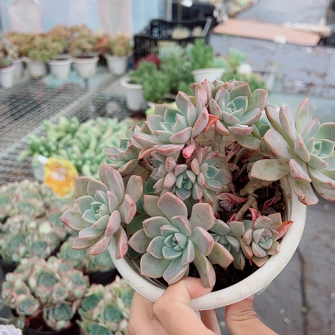 红粉佳人多头群生老桩