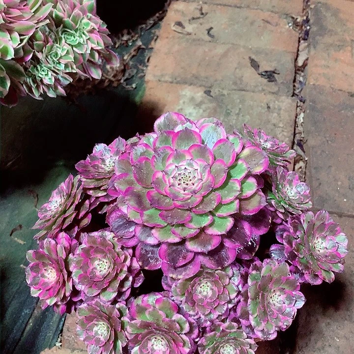 霁月捧花，多肉植物