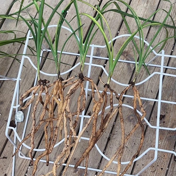 完全开放秋韵2路123456789