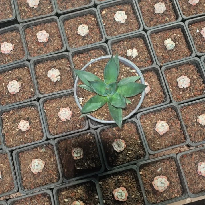 亚利桑那精品龙舌兰种子播种