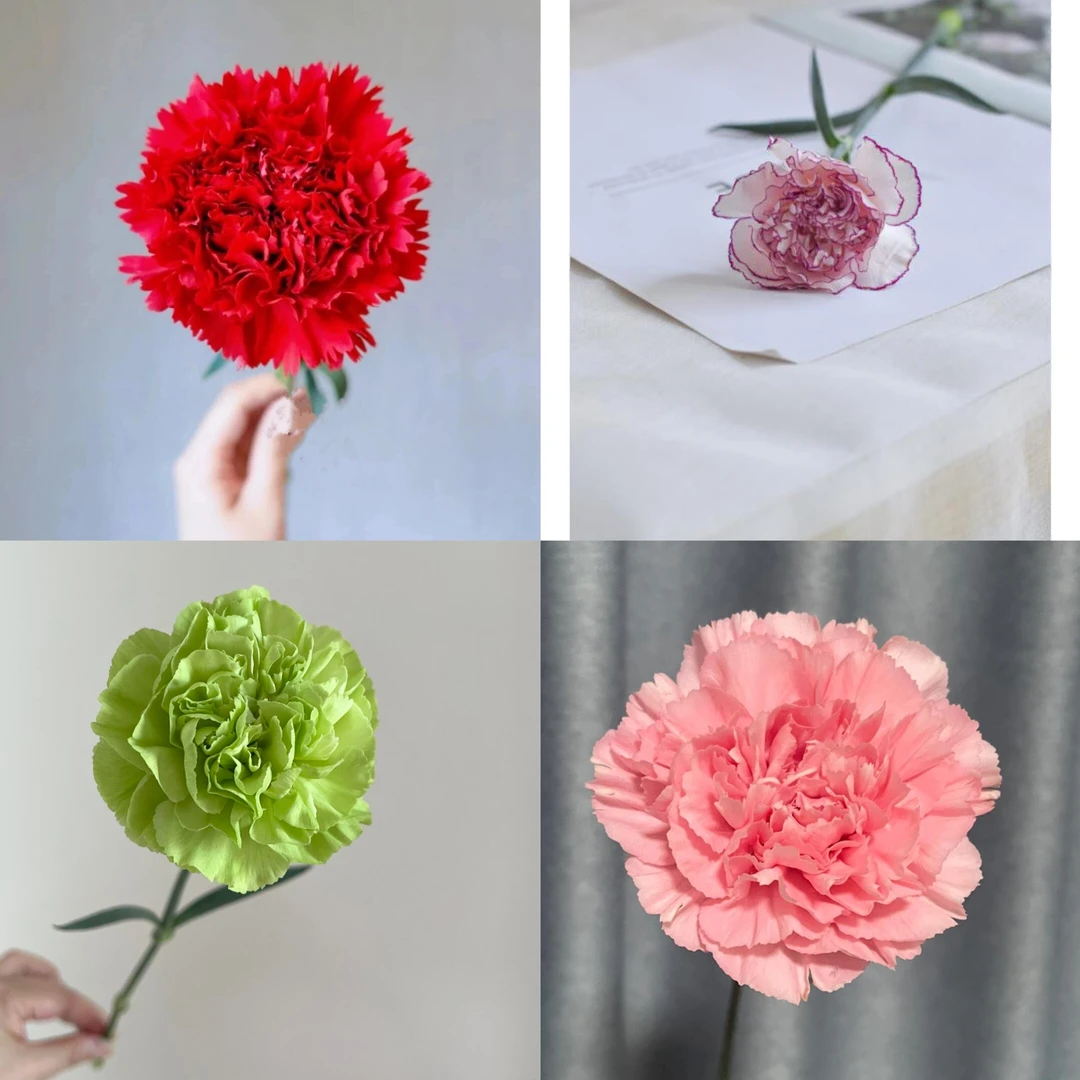 康乃馨混色  红粉绿  共10支  家庭鲜花  家居花   插花瓶