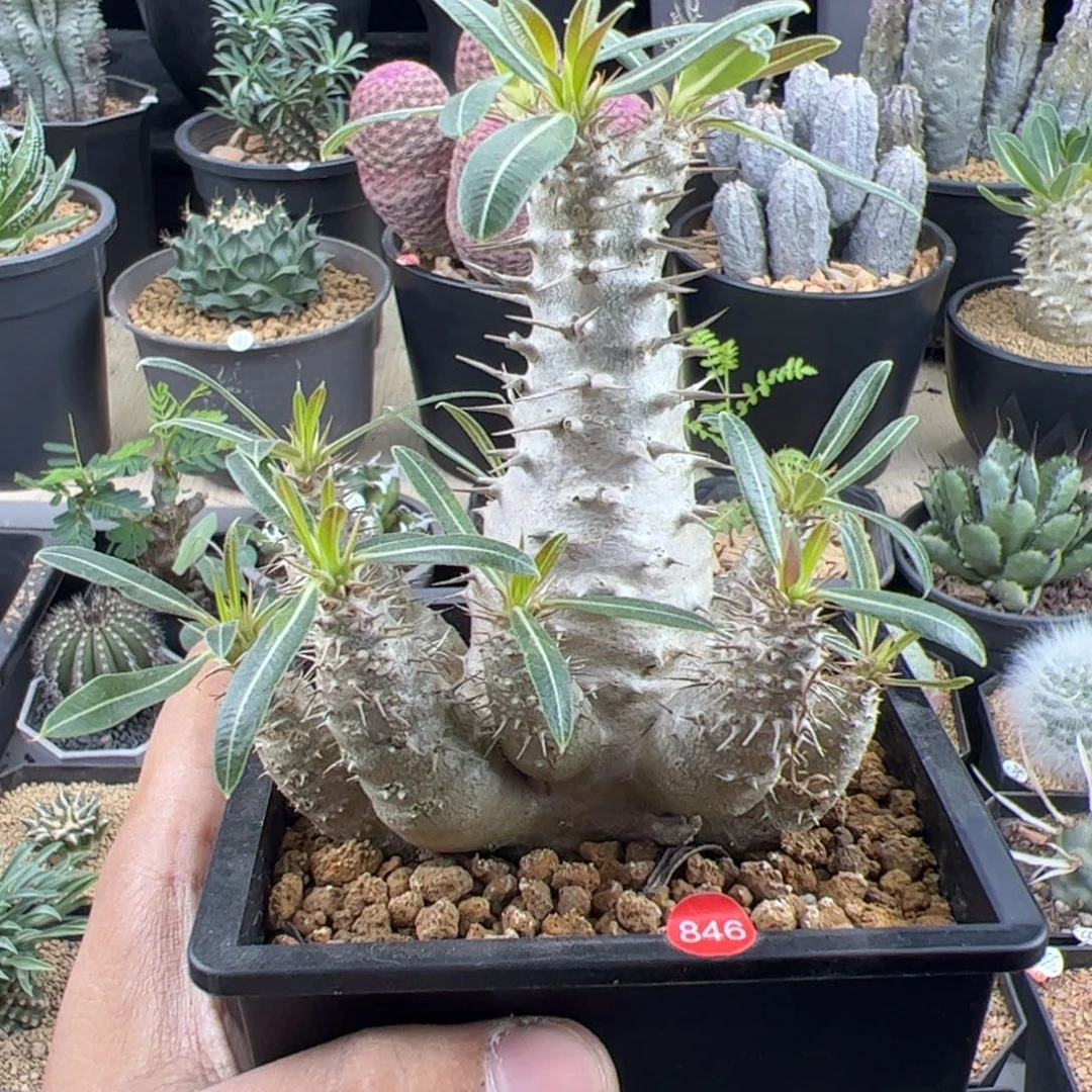 凯蒂棒槌一物一拍带盆发
