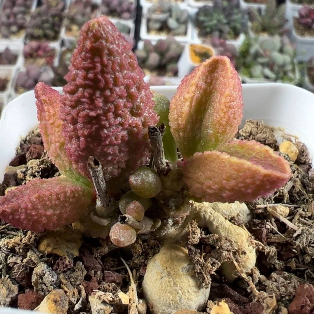 实生新品多头纯木质桩多肉xy-521