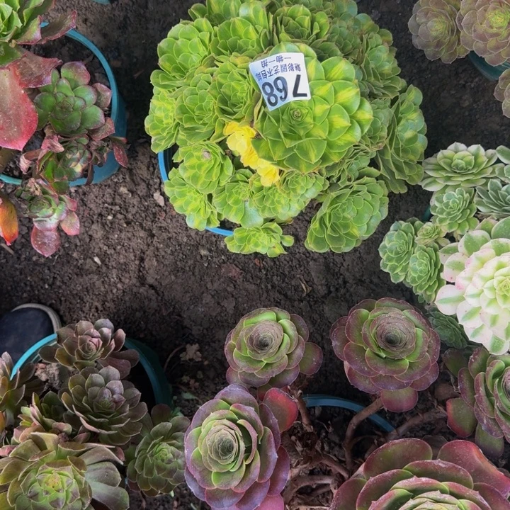 琉璃花25-10包邮花花