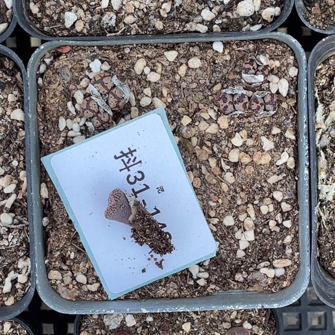 转***肉31-143肉锥多肉植物