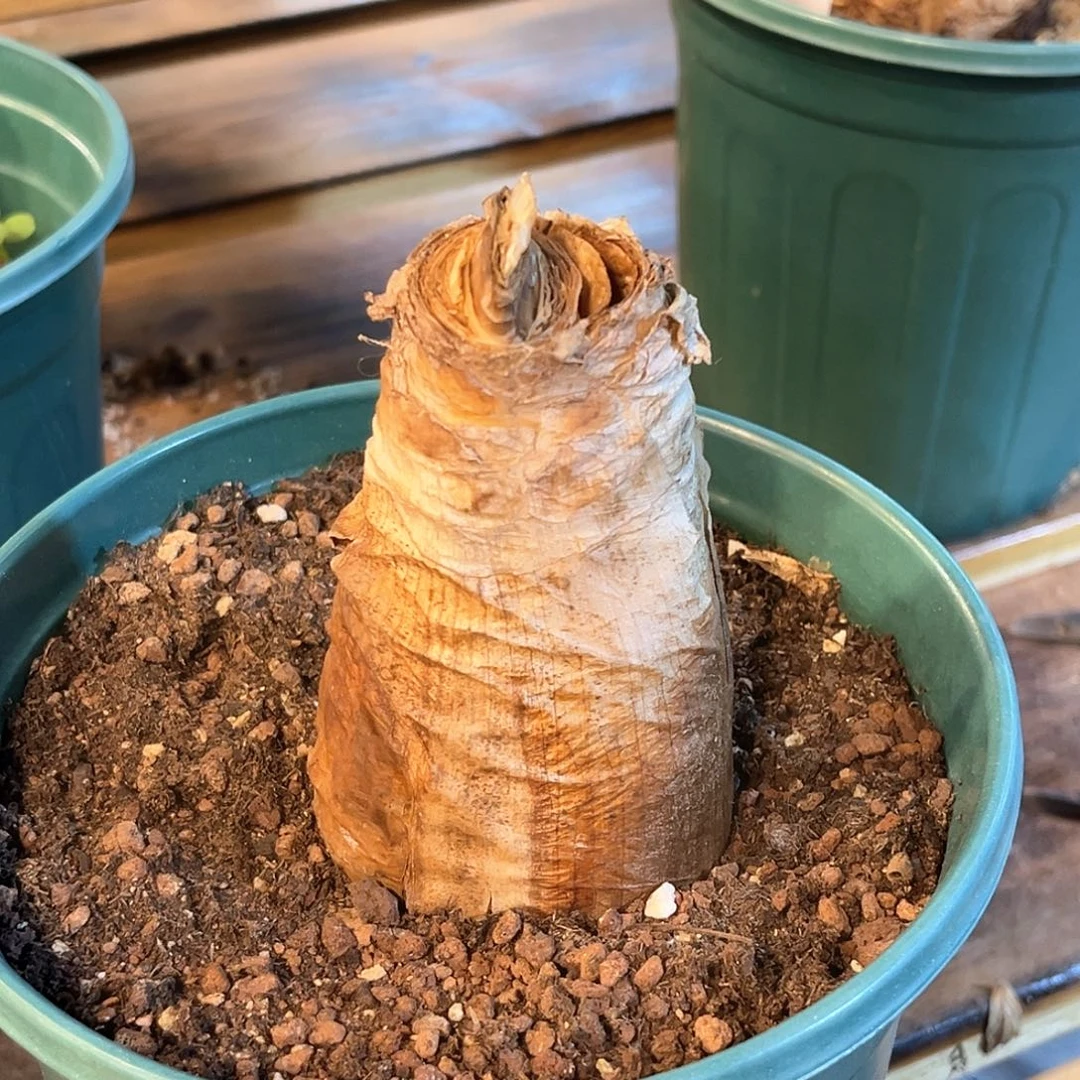 ****钜潮流植物 潮流植物