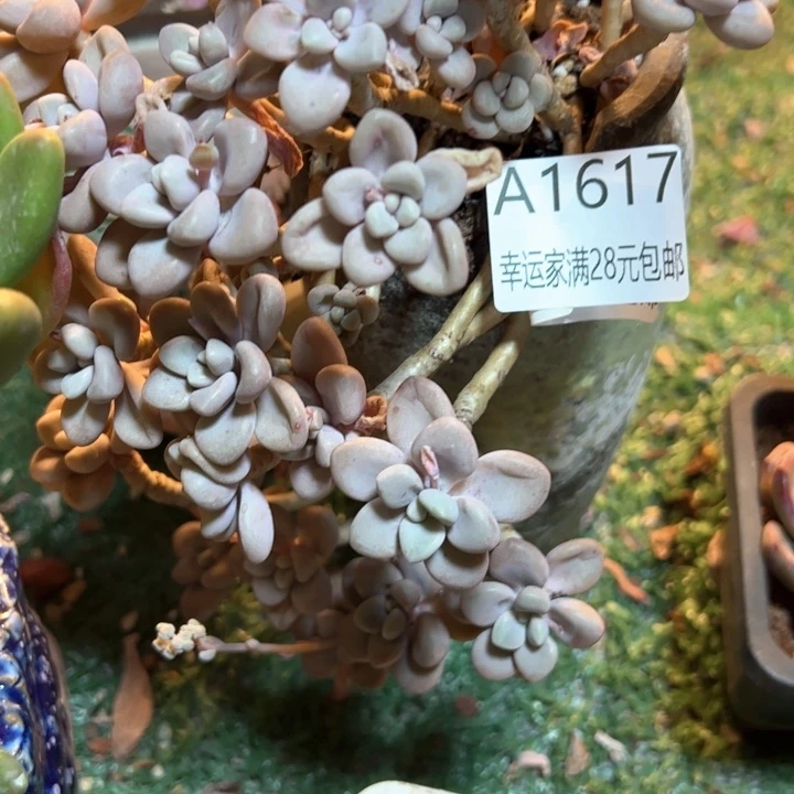 幸运的是我的朋友们