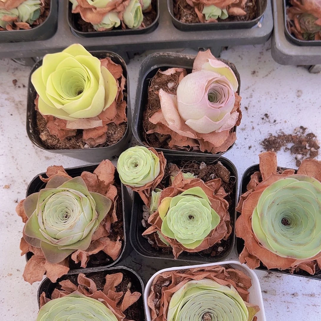 黄玫瑰组合7盆带土带盆