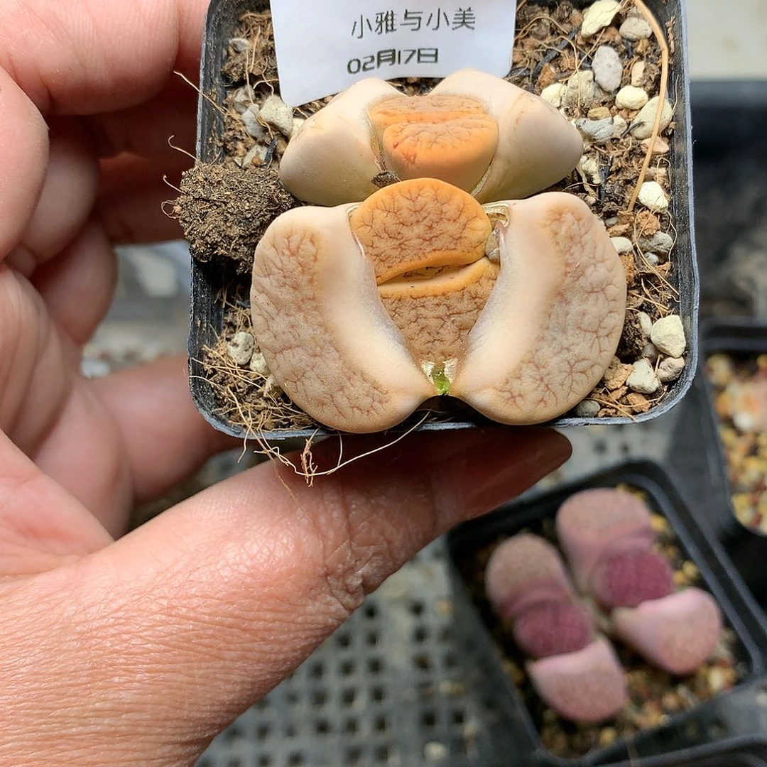 W435多肉植物保护研究所