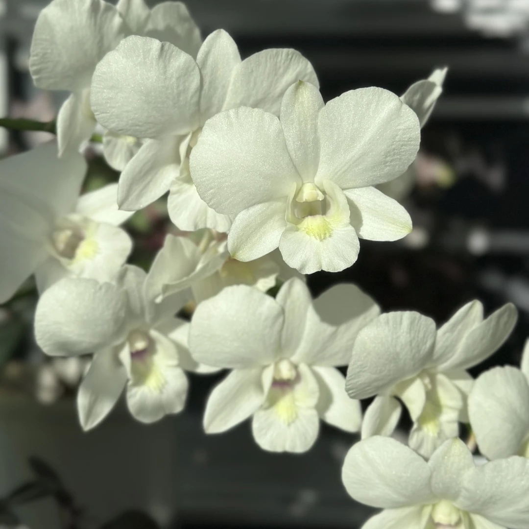 老版白雪公主【秋石斛】白色爆花室内阳台装饰植物云南鲜花兰花直播
