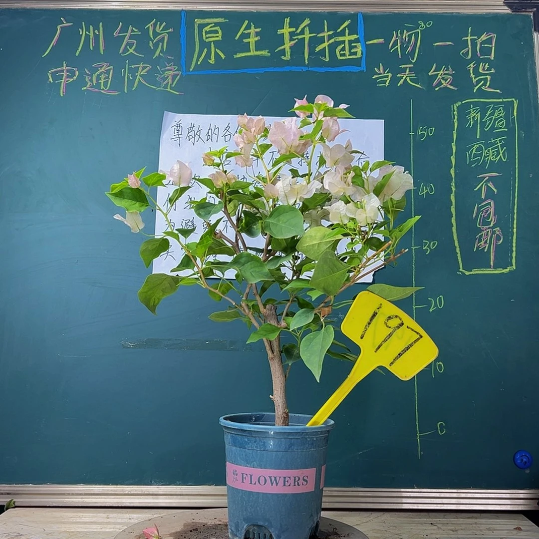 当前无花栽培后可以开花 福利 暗斑丽人  197