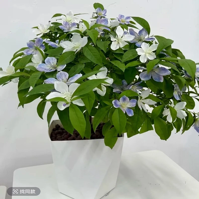 A双色茉莉盆栽多季节开花香味浓郁适合庭院阳台室内种植