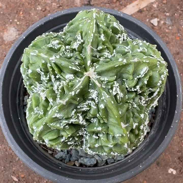 当前无花栽培后可以开花实生雪花纹核桃