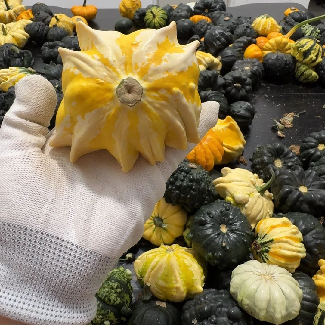 木****？墨西哥七彩葫芦青皮