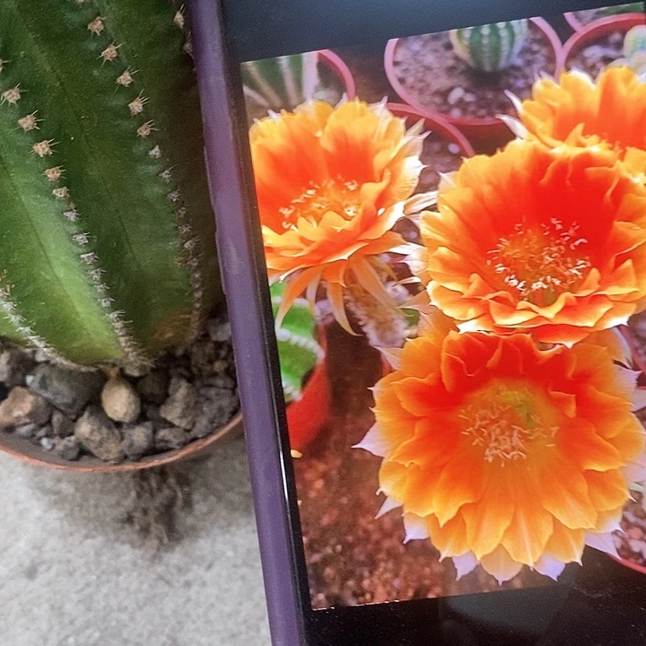 西红柿仙人球，247900