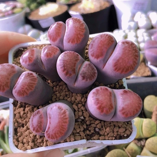 无花朵0589，10年群如图有点徒