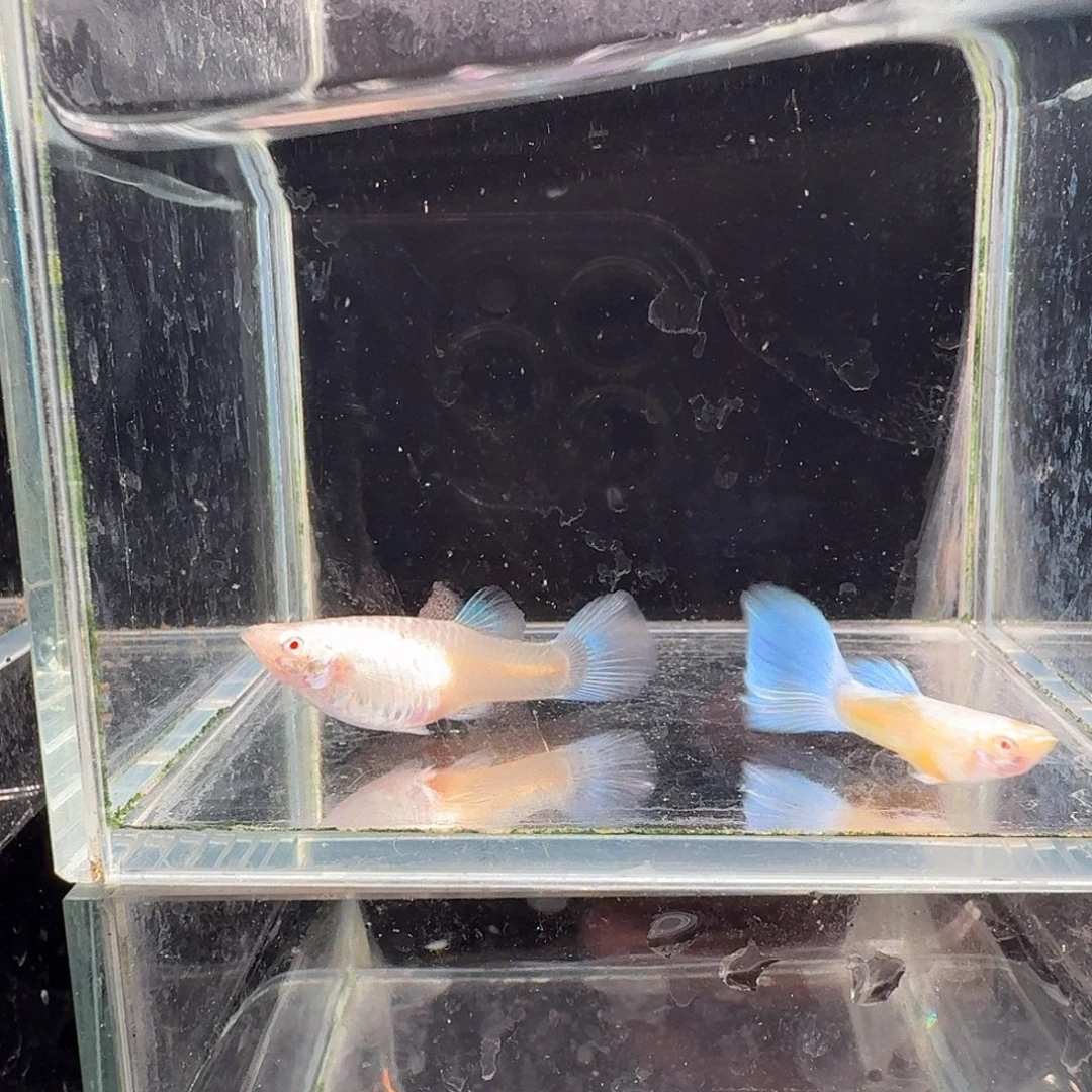 孔雀鱼蓝白种鱼1对