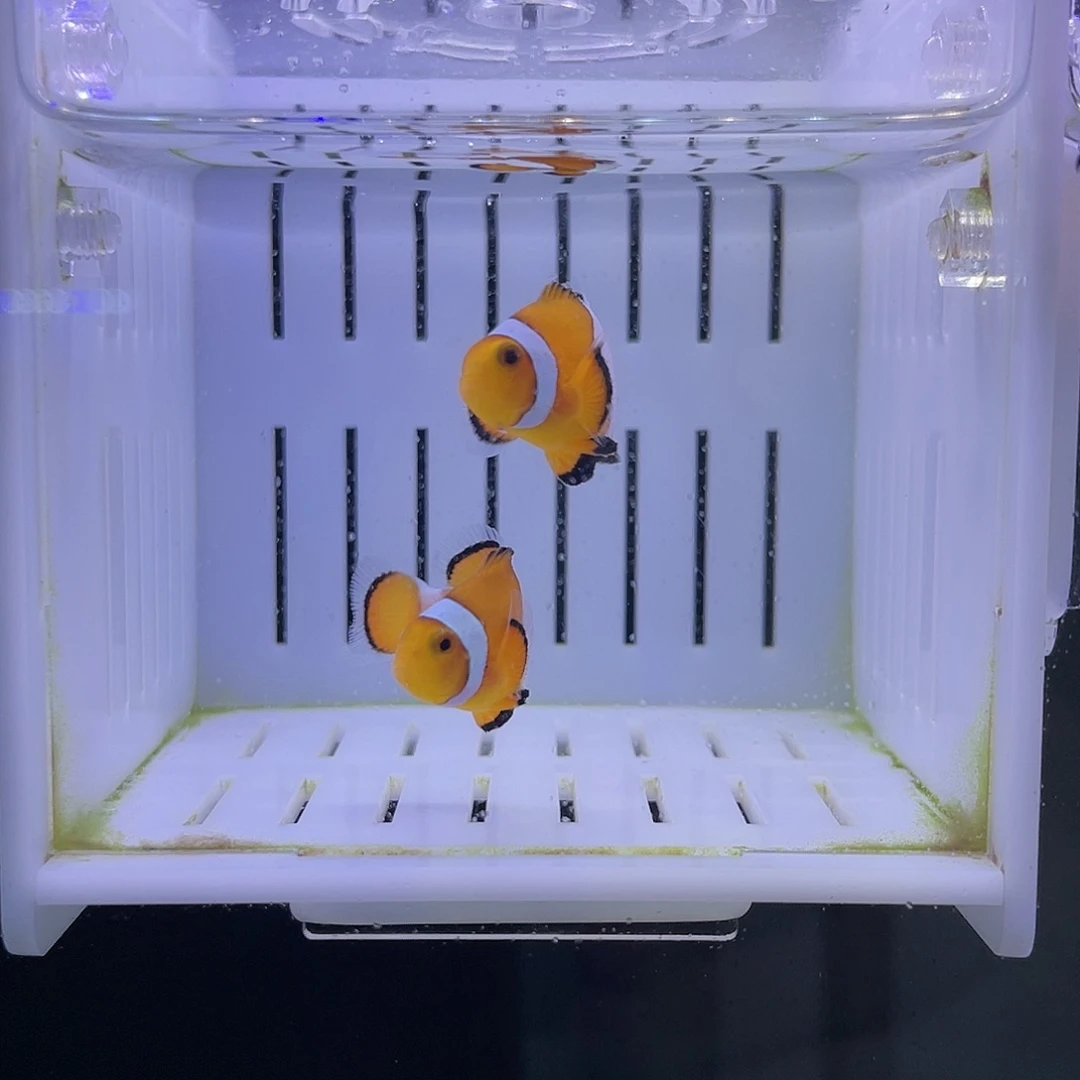 海水鱼黑边公子小丑鱼