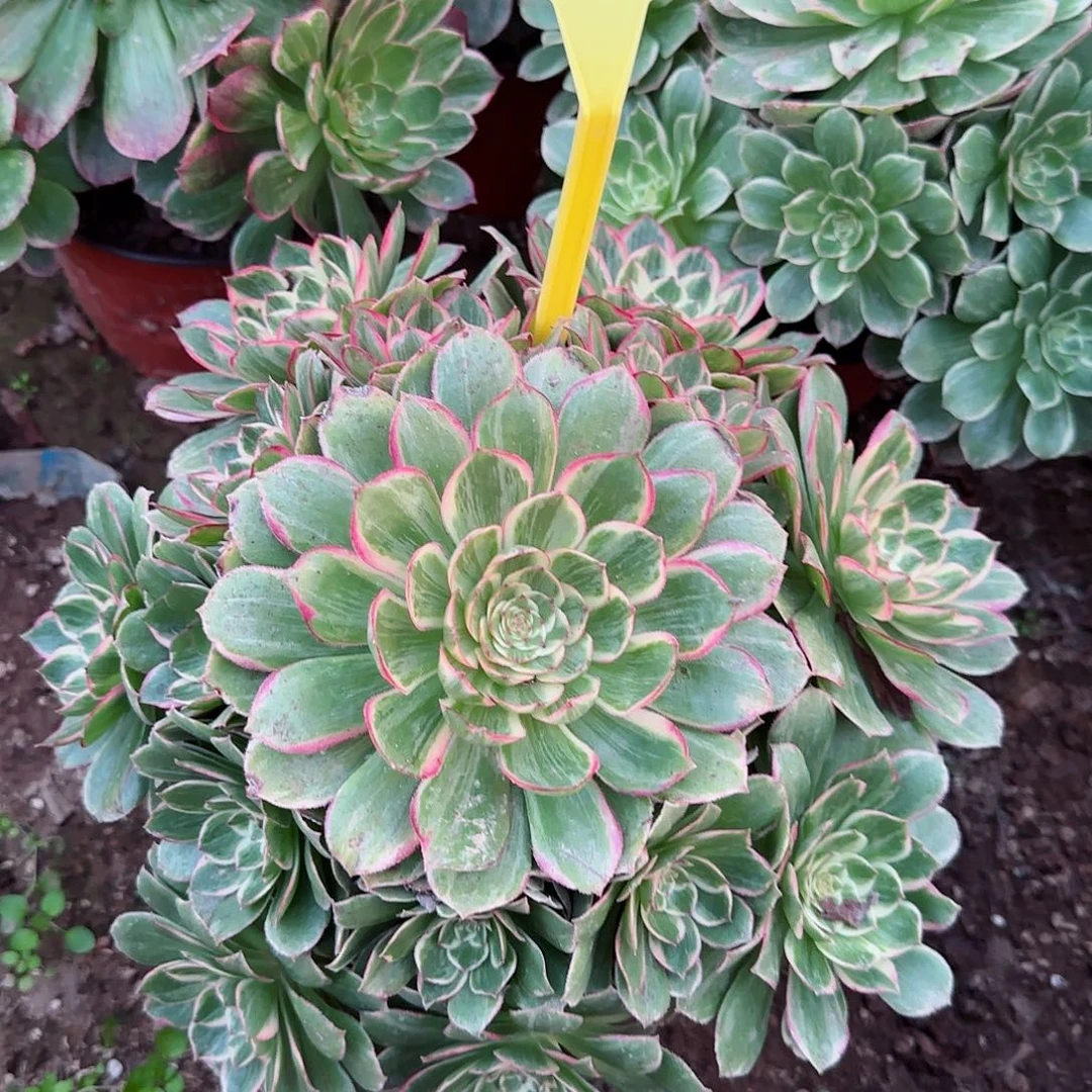 2-624--多头多肉植物