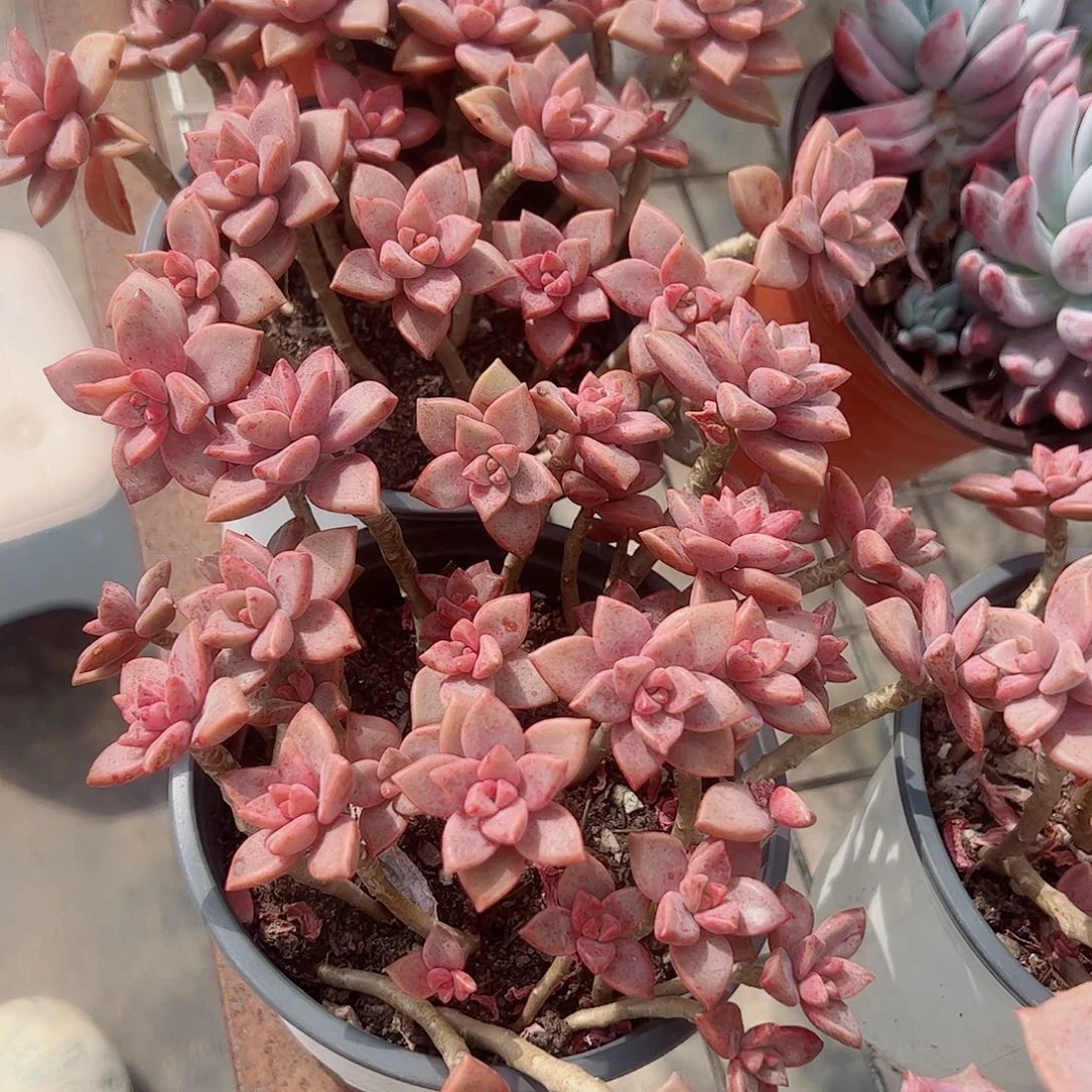 姬胧月散装带盆土精品二盆