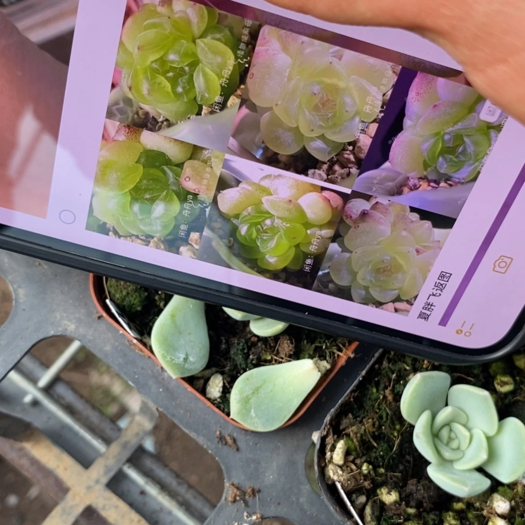 纯叶片新掰相柳一片多肉叶子