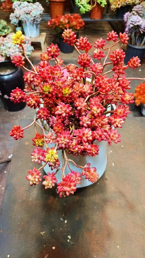 初衷 老桩虹之玉锦  阳台庭院多肉植物 净化空气 新手好养植物