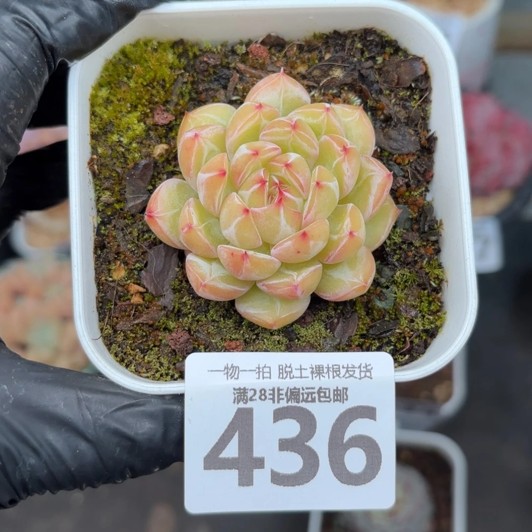 雪花珍妮无盆土发货