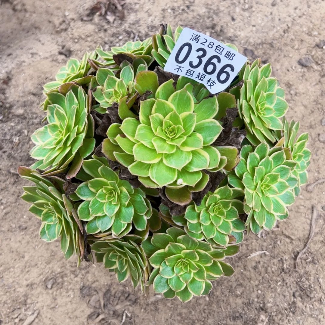 莲花座多肉植物法师0366