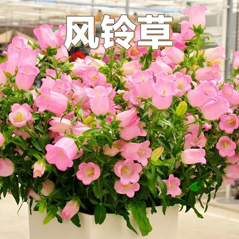 【一物一拍】紫花边康乃馨＋粉花边