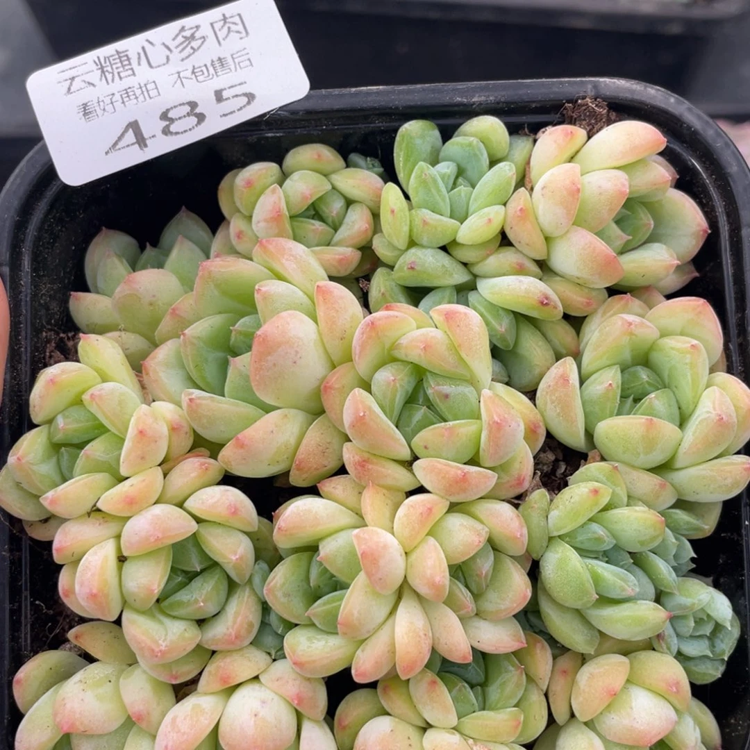 云糖心多肉植物485