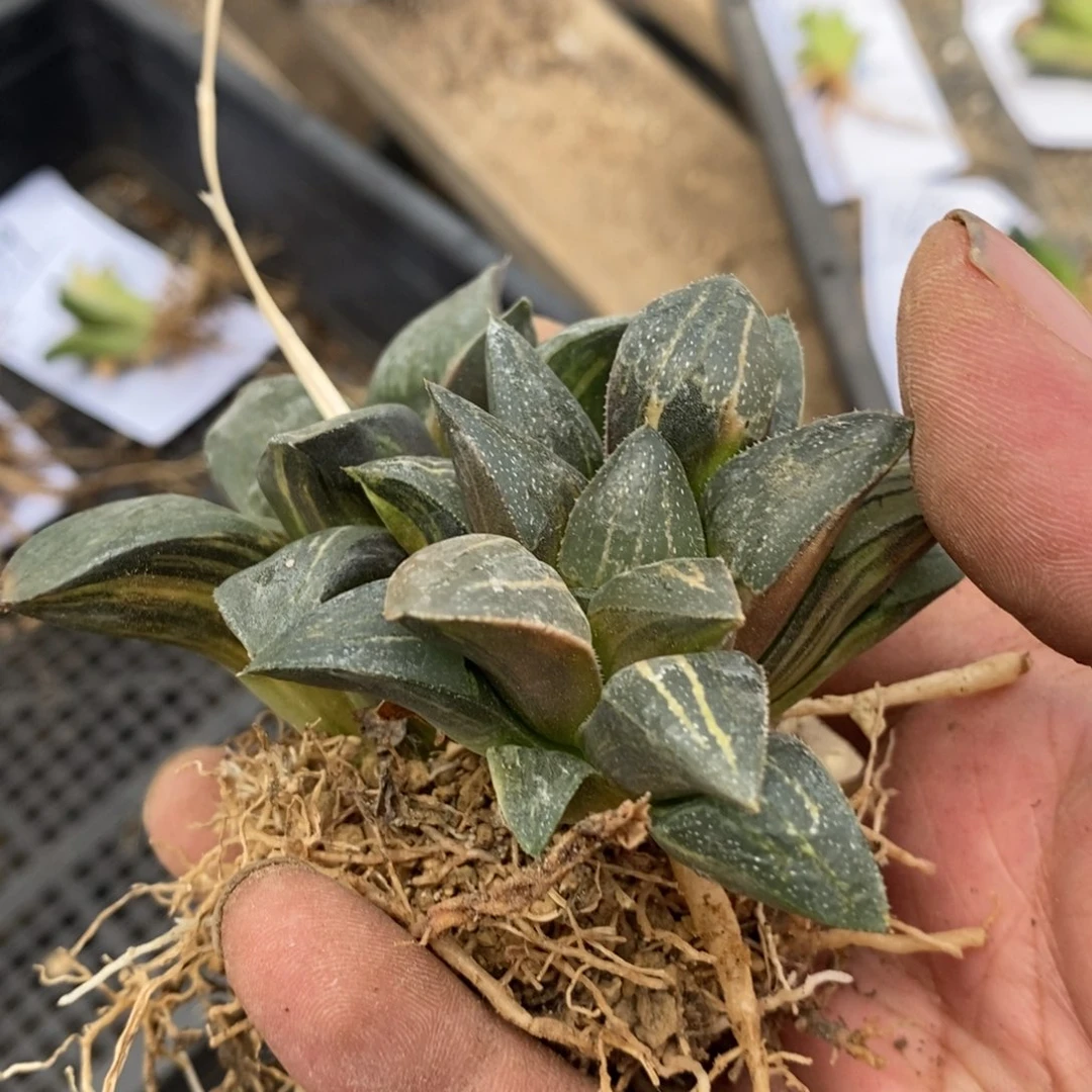 661 两颗一起。 超级福利