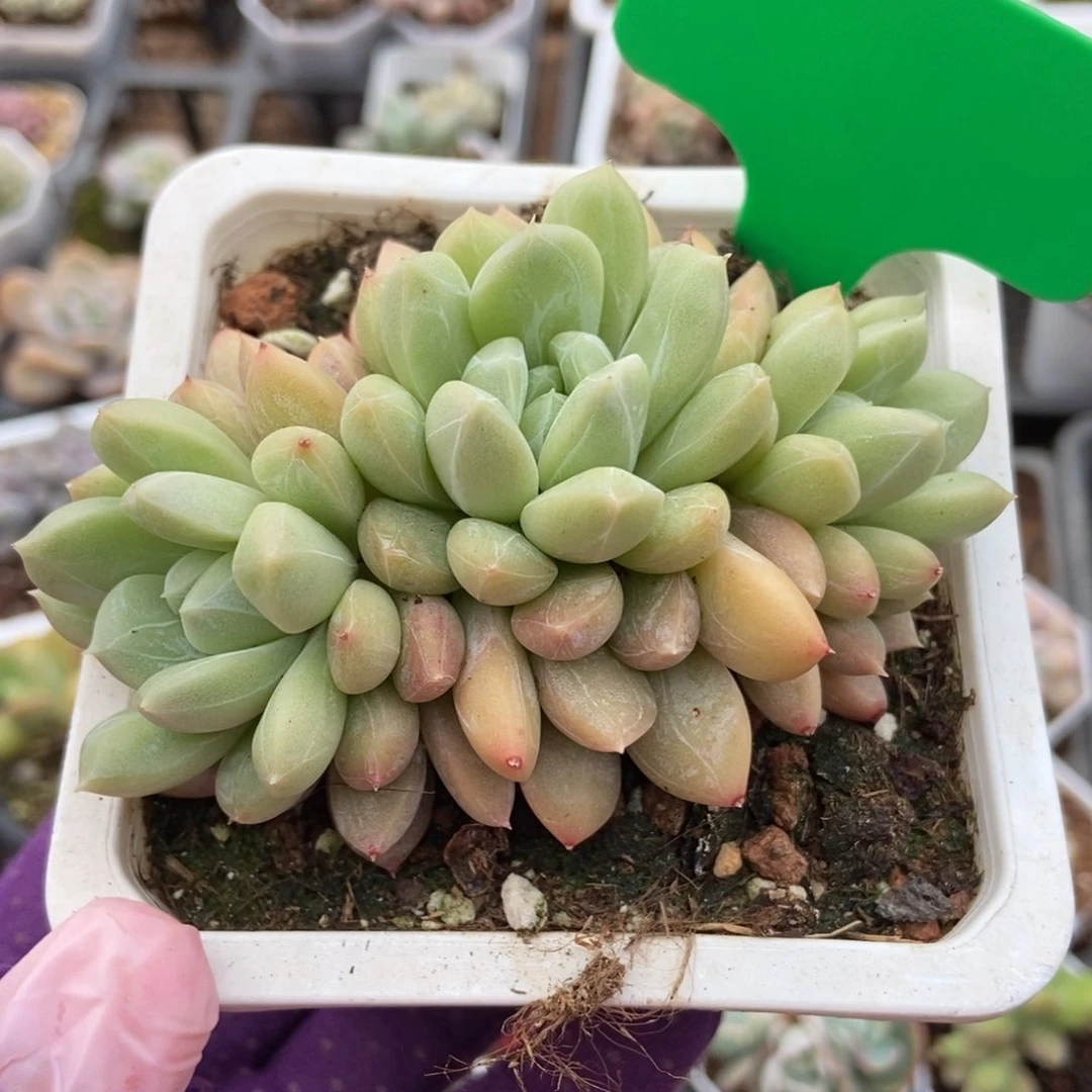 1026百搭翡翠多肉植物保护