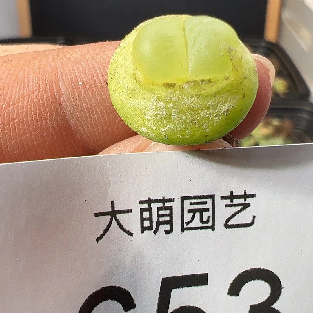 0000653 一物一拍……