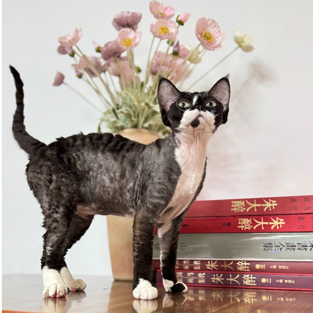 【兰特家德文】【活体】黑白德文卷毛猫妹妹