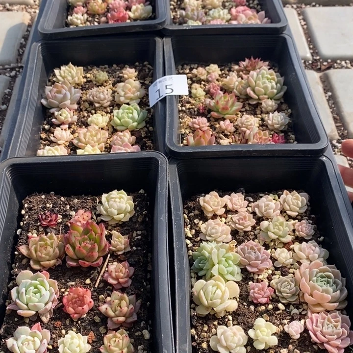 15 多肉植物盆栽花卉