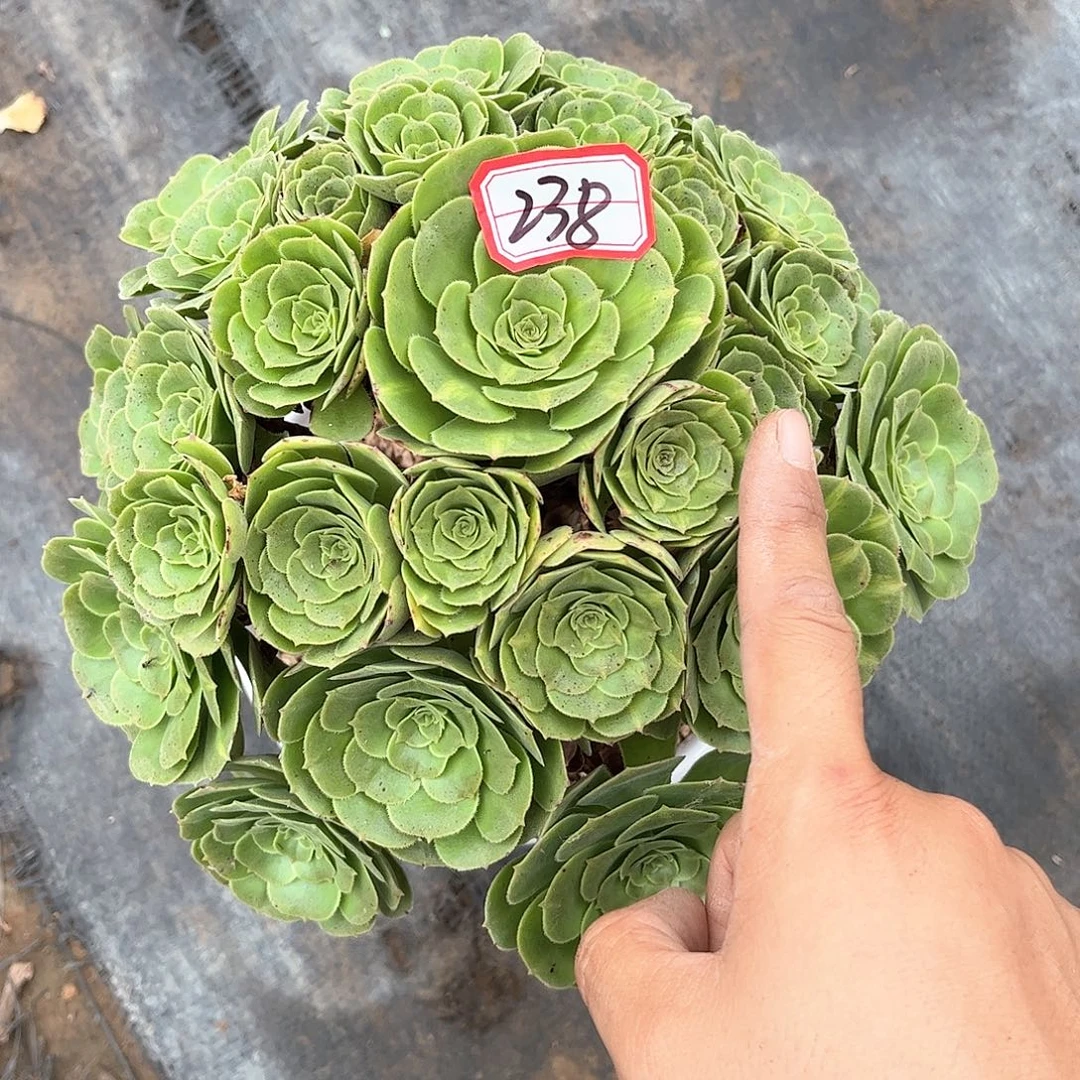 多肉植物238号多肉植物