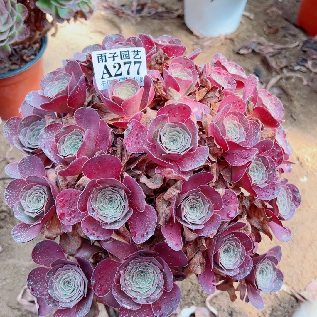 277魅金玫瑰尺寸35左右