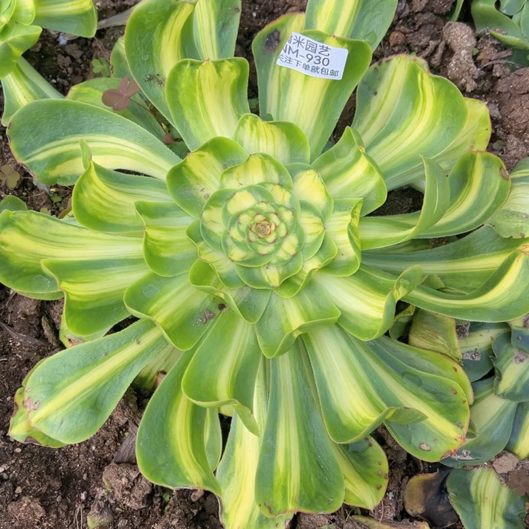 暴君多肉植物930