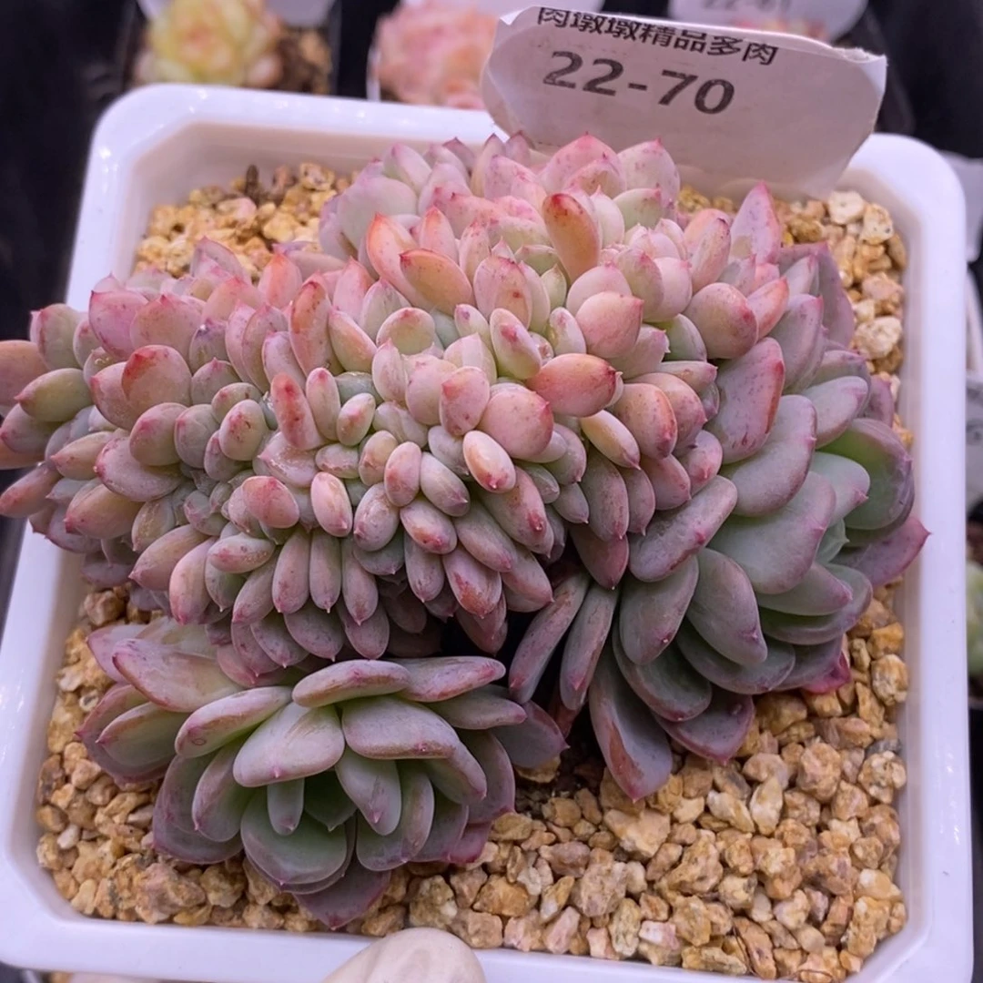 【闪购商品】22-70