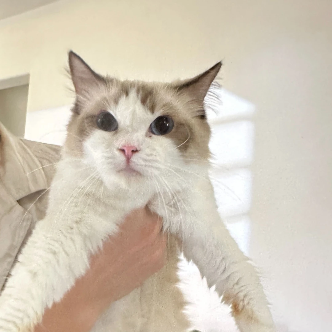【云梦猫舍】布偶海双妹妹