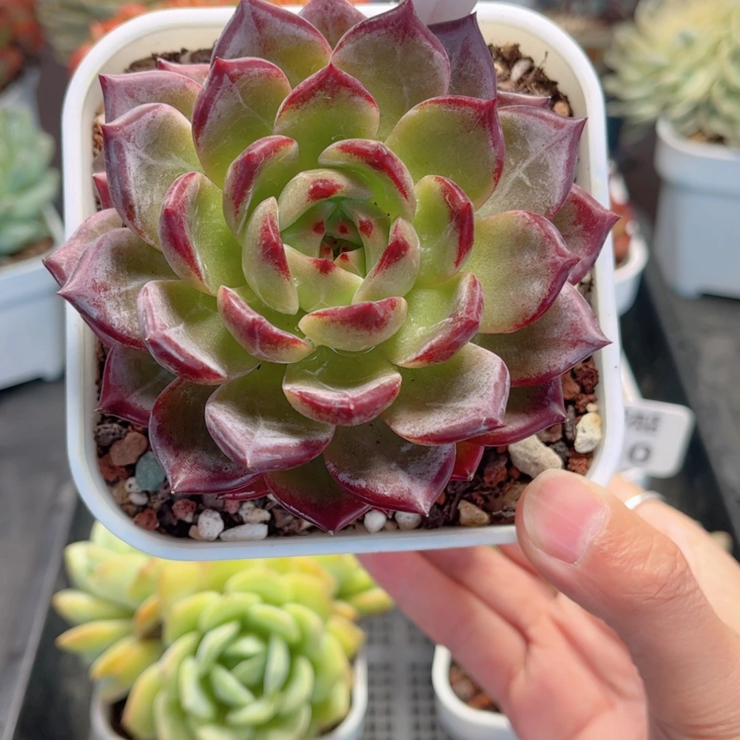 多肉植物0131 一定要拍个冷链哦