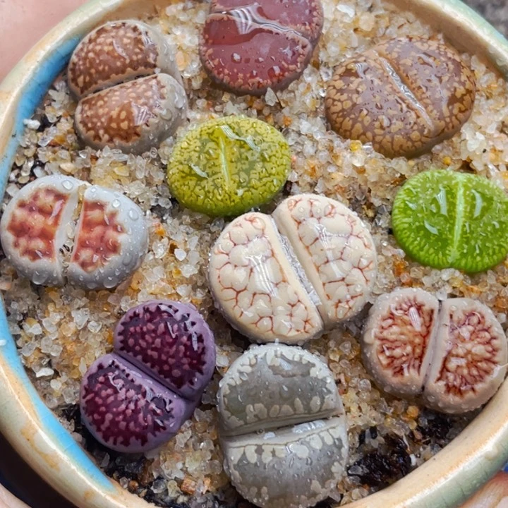 694带盆母本彩拼llll